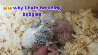 Why I Hate Breeding Budgies