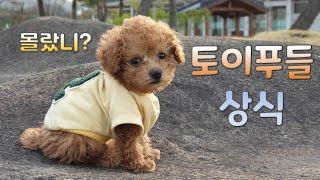 (Eng sub) 토이푸들을 키우면서 알게된 푸들에 관한 사실들 | Facts about Toy Poodles