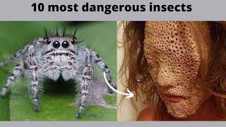 Top 10 MOST Venomous Spiders in the WORLD! | #facts #dangerousfacts