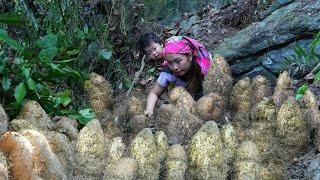 A lucky day with a bumper yam harvest, Harvesting yams | Triệu Thị Hiền