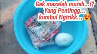 UMPAN MURAH YANG BIKIN IKAN MAKAN...Tidak sampai 1 menit UMPAN DIMAKAN...!?