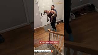 Street dog discovers the sweet indoor life #shorts