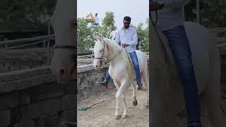 Riding on Stallion Rajveer 62+ #mitulpatelkaranasavfarm horselover 9824231927