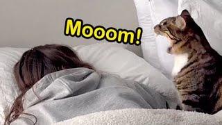 Cats use 1000  their energy  Funny cat videos