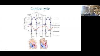 Orthostatic Intolerance in young people: PoTS and Orthostatic Hypotension