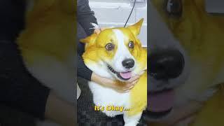 CORGI WITH AN ATTITUDE!  Animal Chiropractor