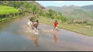 ox race in jamola #rajouri