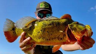 Pond FISHING For HUGE  Peacock Bass! (Fort Lauderdale Florida)