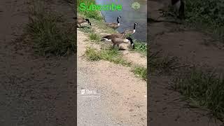 Geese at Washington Park in Denver  Learn English Through Fun english vocabulary 2024