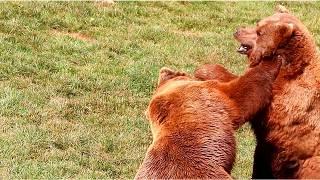 Epic Bear Fight