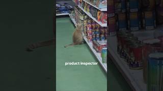 Funny animal videos I found on Instagram and Tiktok #shorts #funnyanimals #cat #funnypets #funny