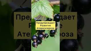 Чем Полезна Чёрная Смородина?