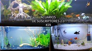 ACUARIOS DE SUSCRIPTORES 2.0 #29 | Pez Goldfish, Pez Oscar, Escalares | AcuariosLP