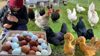 Peaceful Day With Organic Poultry: Caring My Pets, Cleaning & Collect Farm Fresh Eggs