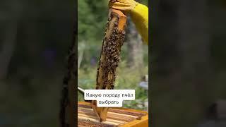 Школа Пчеловодства Онлайн
