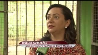 Biólogos do Instituto Chico Mendes cuidam de um filhote de onça que vivia numa casa com humanos, no