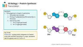 Protein Synthesis [IB Biology SL/HL]