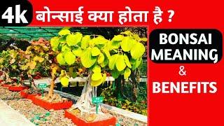 Bonsai Meaning ? Bonsai Benefits  बोन्साई क्या होता है ? What is bonsai ? Bonsai Meaning in Hindi.4k