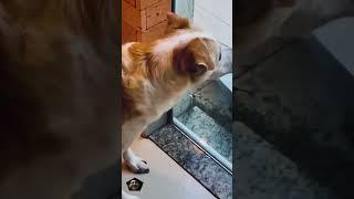 Funny Videos cats and dogs | dogs funny reels #ytshorts #youtubeshorts #youtube