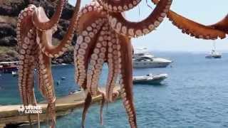 Marc Supsic's Wine Living - Santorini Appetizer