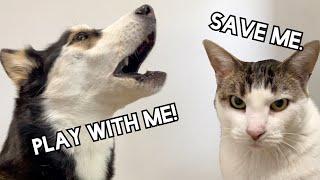 HUSKY Begs CAT To Play!