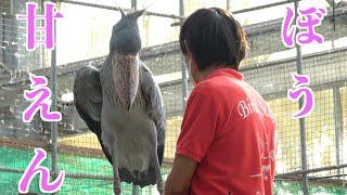 FUTABA-CHAN 掛川花鳥園ハシビロコウのふたばと菊之丞のつぶやき （ふたば0801お話し四）甘えん坊 いいね〜 shoebill FUTABA 