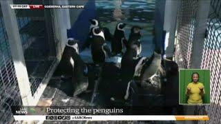 Follow the Sun | Protecting African Penguins and their seabird friends