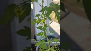 My tomato plants are blooming!!!!  so excited  #youtubeshorts #fypシ #tomatoplanting