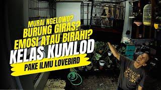 Penyembuhan BURUNG GIRAS, Emosi Atau Birahi?Pakai ILMU LOVEBIRD Cara KUMLOD #kicaumania