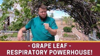 Grape Leaf -The Cytokine Herb (Great for Respiratory Stuff)