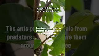 Natural pest solutions #naturalpestcontrol #soursop #gardeninghack #andrethefarmer #permaculturelife