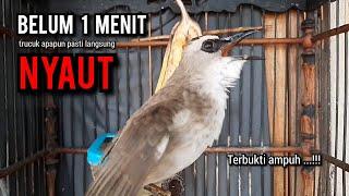 trucukan gacor TARUNG ROPEL PANJANG pancingan trucukan agar bunyi jadikan burung trucuk gacor EMOSI