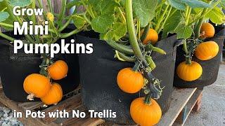 How to Grow Pumpkins from Seed in Containers | Wee Be Little Pumpkin - Easy Planting Guide