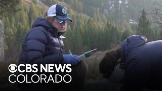 Wildlife protection careers in jeopardy in Colorado and across the West after federal layoffs