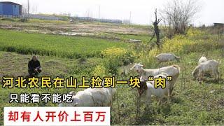 河北农民在山上捡到一块“肉”，只能看不能吃，却有人开价上百万