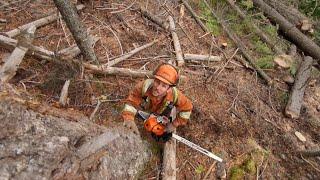 Supervision in Manual Falling: Challenges for Supervisors | WorkSafeBC