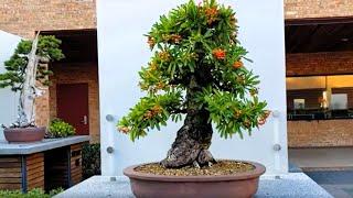 Narrowleaf Firethorn and Common Olive Bonsai Trees, Chicago Botanic Garden Bonsai Collection