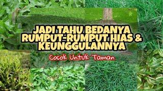 JENIS JENIS RUMPUT HIAS TERBAIK UNTUK TAMAN