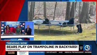 TRENDING NOW: Bears on a trampoline