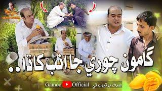 Gamoo Chori Ja Amb Khada | Asif Pahore (Gamoo) | New Comedy | Funny Video | Gamoo New Video | 2024