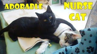 Incredible Nurse Cat From Poland Looks After Other Animals At Animal Shelter