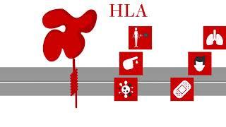 HLA-Typed Primary Cells: The advantages of working with HLA in drug development research