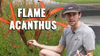 The Ultimate Guide to Growing Flame Acanthus or Hummingbird Bush | Texas Native Plants