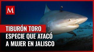 El tiburón toro es una de las especies más peligrosas; esto es lo que debes saber sobre ellos