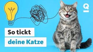 Katzensprache: So verstehst du deine Katze besser | Quarks