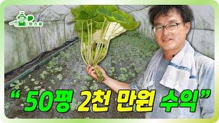 1kg 30만원에 판매되는 이유ㅣ 고소득 작물 ㅣ 수출작물 ㅣ고소득 작물 시설