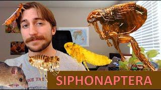 Siphonaptera: The Fleas - Order Spotlight