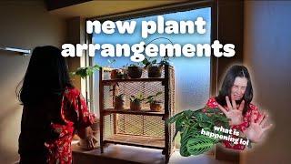 PLANT CHORES | shopping for hanging plants, new arrangments, & propagating ficus