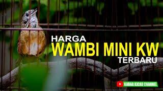 harga burung wambi mini kw terbaru