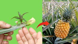 Unique technique of propagating pineapple by leaves for extremely strong growth